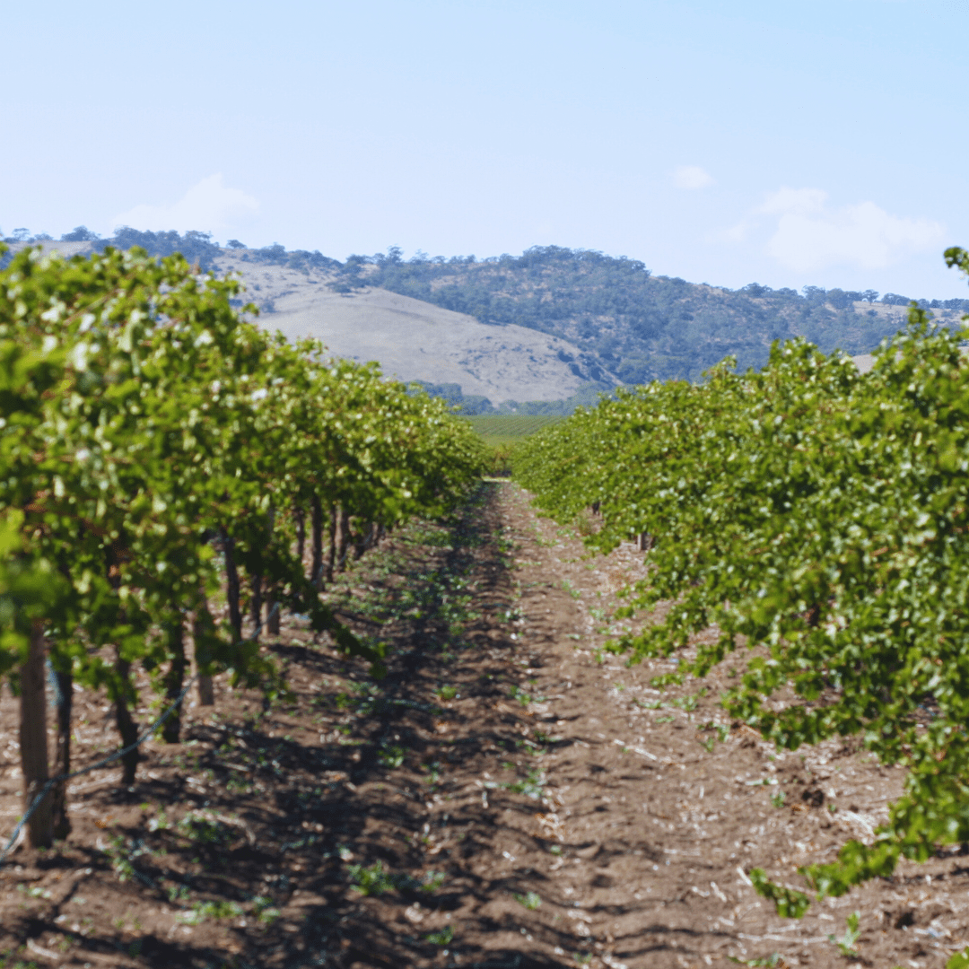 The Growing Size Of Wine Glasses Glug Wines