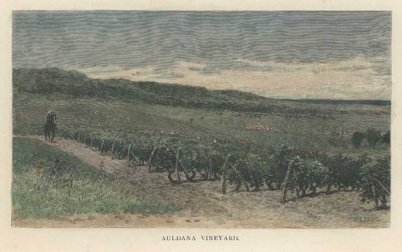 Auldanavineyard