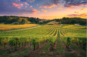 Vineyards at Martingborough