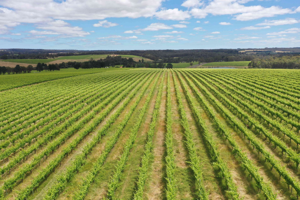 The Edinger Estate vineyard