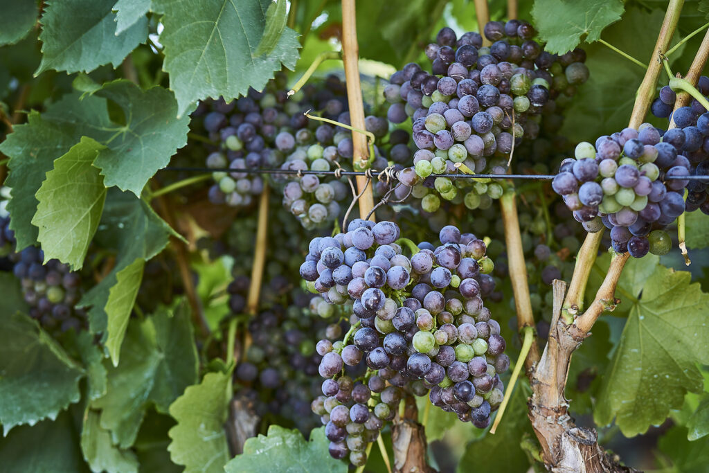 Grenache vines