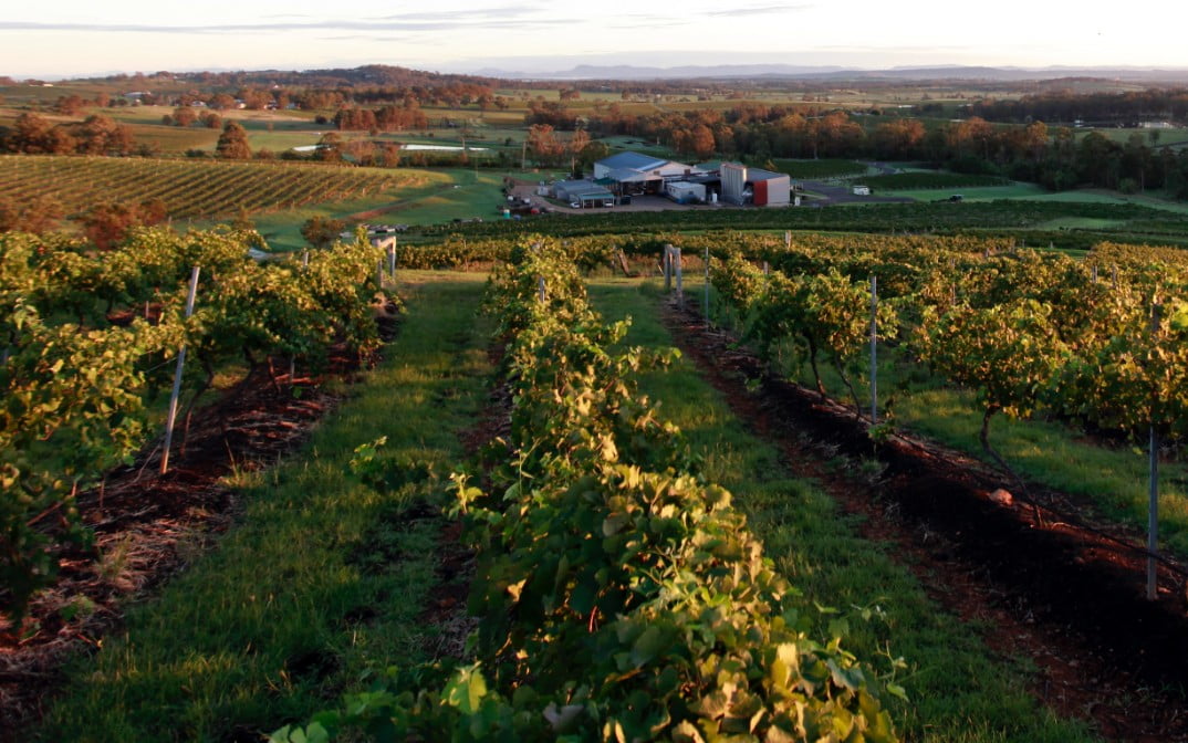 The Mount Pleasant Old Hill vineyard