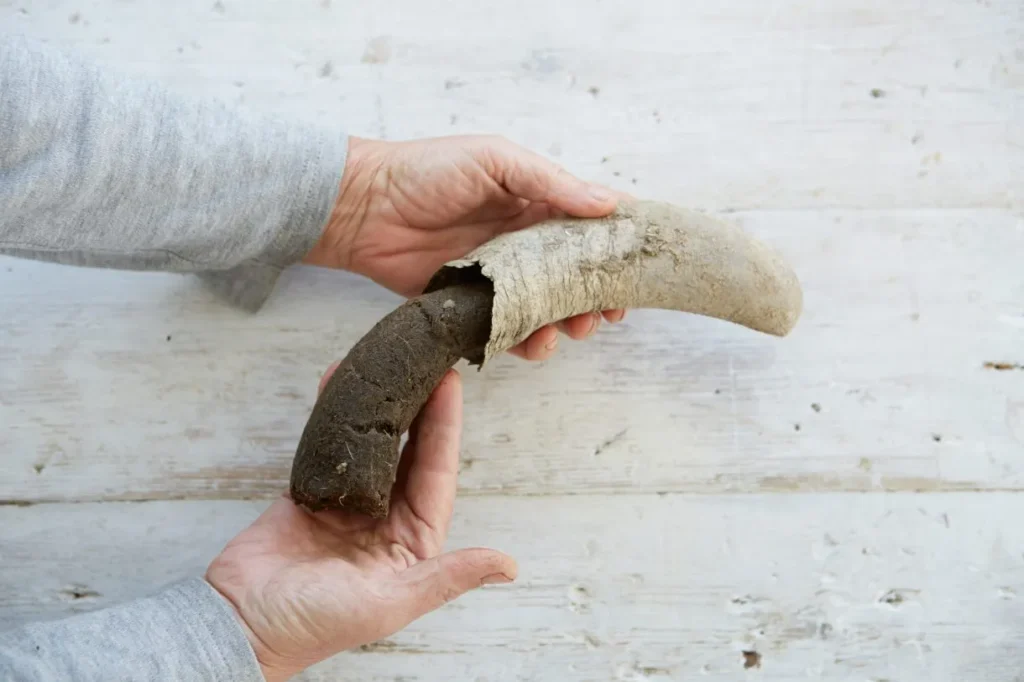 A cow's horn stuffed with manure