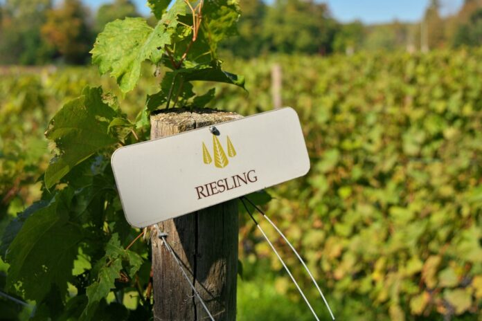 Differences of opinion about riesling