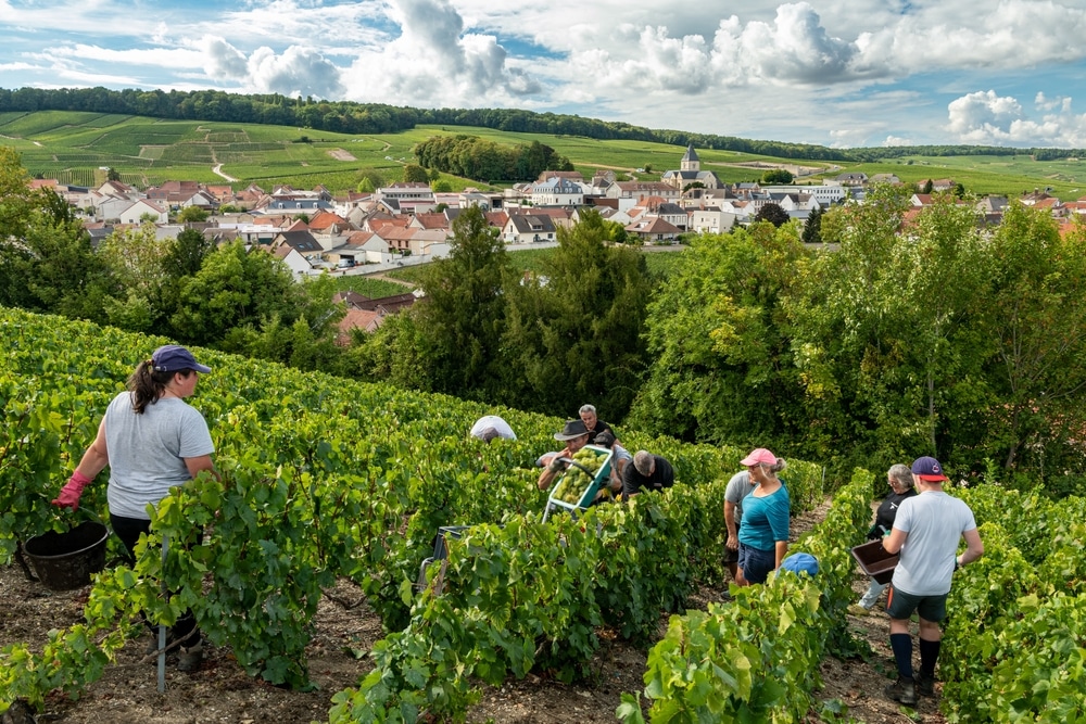 Grape picking in champagne